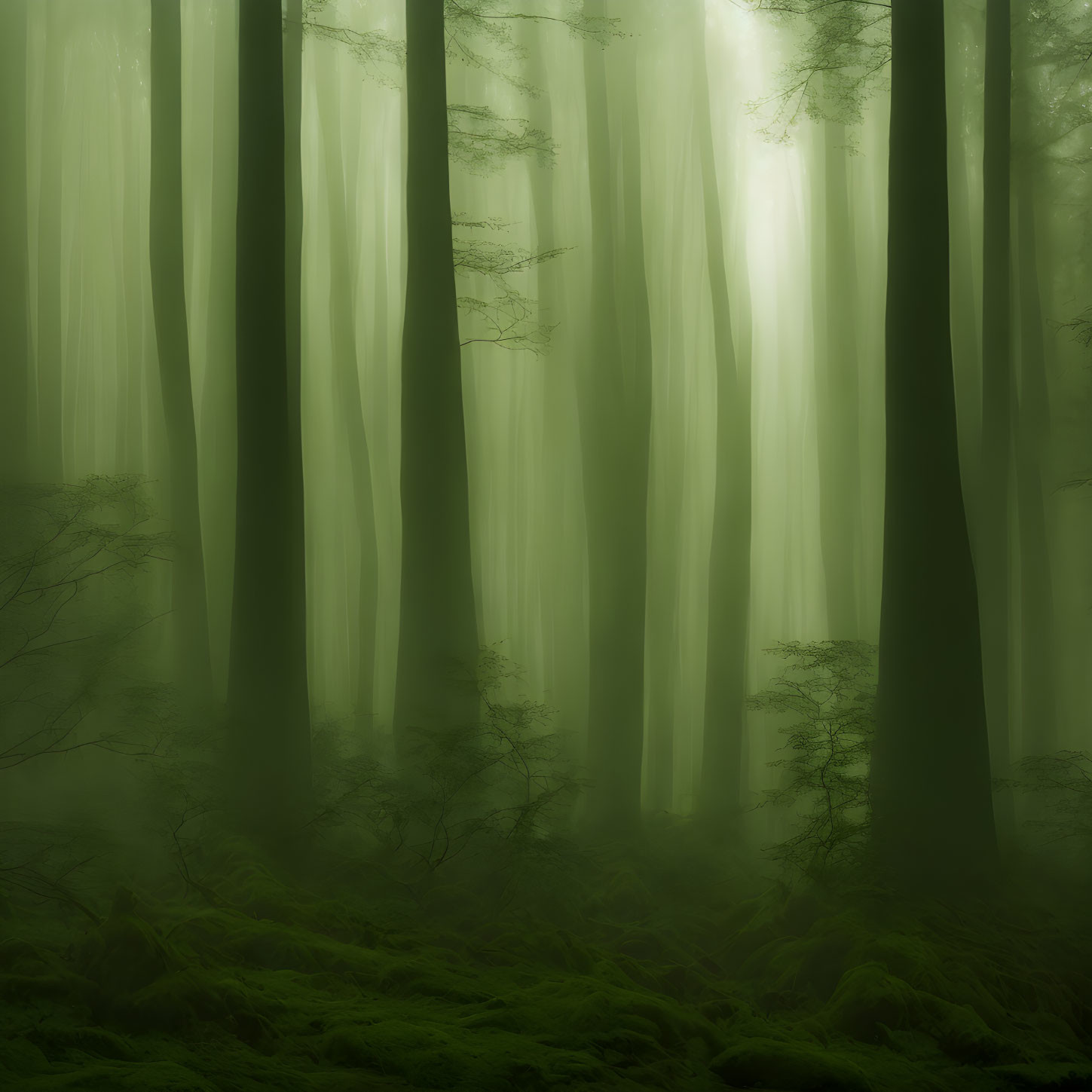 Misty forest with tall trees and lush green ferns