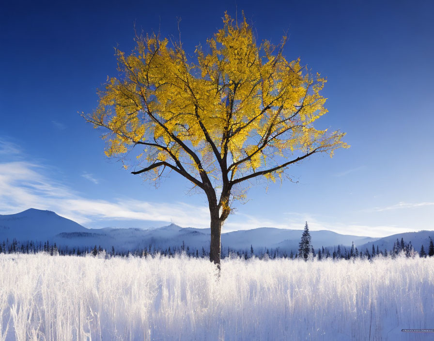 Yellow-leaved tree in snowy landscape with misty mountains under blue sky