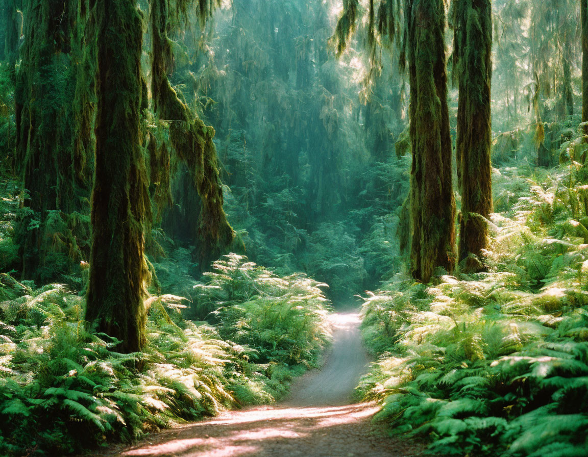 Sunlit Forest Pathway with Moss-Covered Trees and Green Ferns