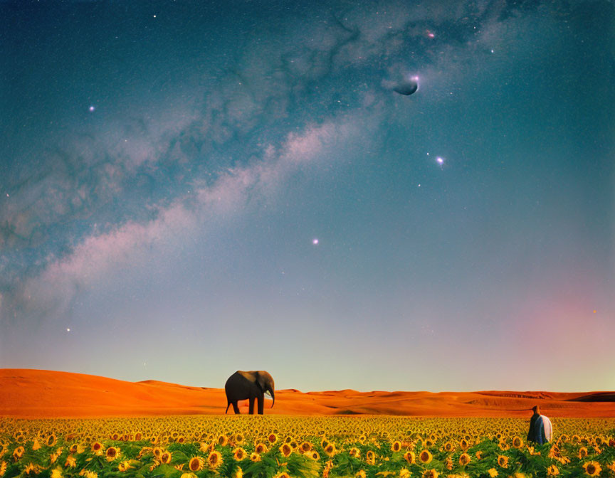 Elephant and person in sunflower field under starry sky and desert dunes