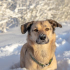 Dog with human-like facial features in snowy landscape surrounded by bushes