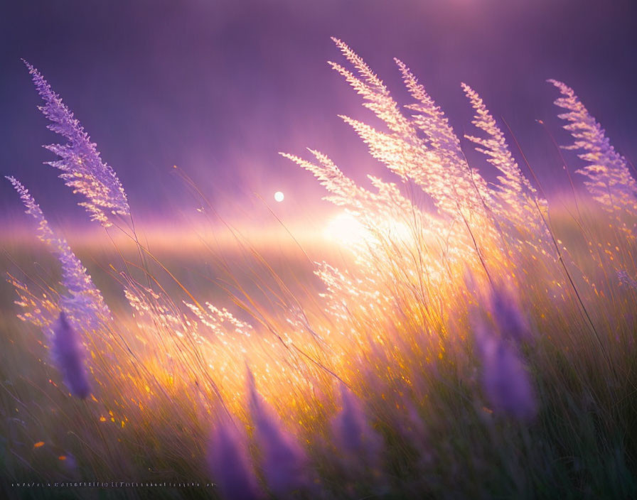 Sunset glow over tall grasses in soft-focus scene