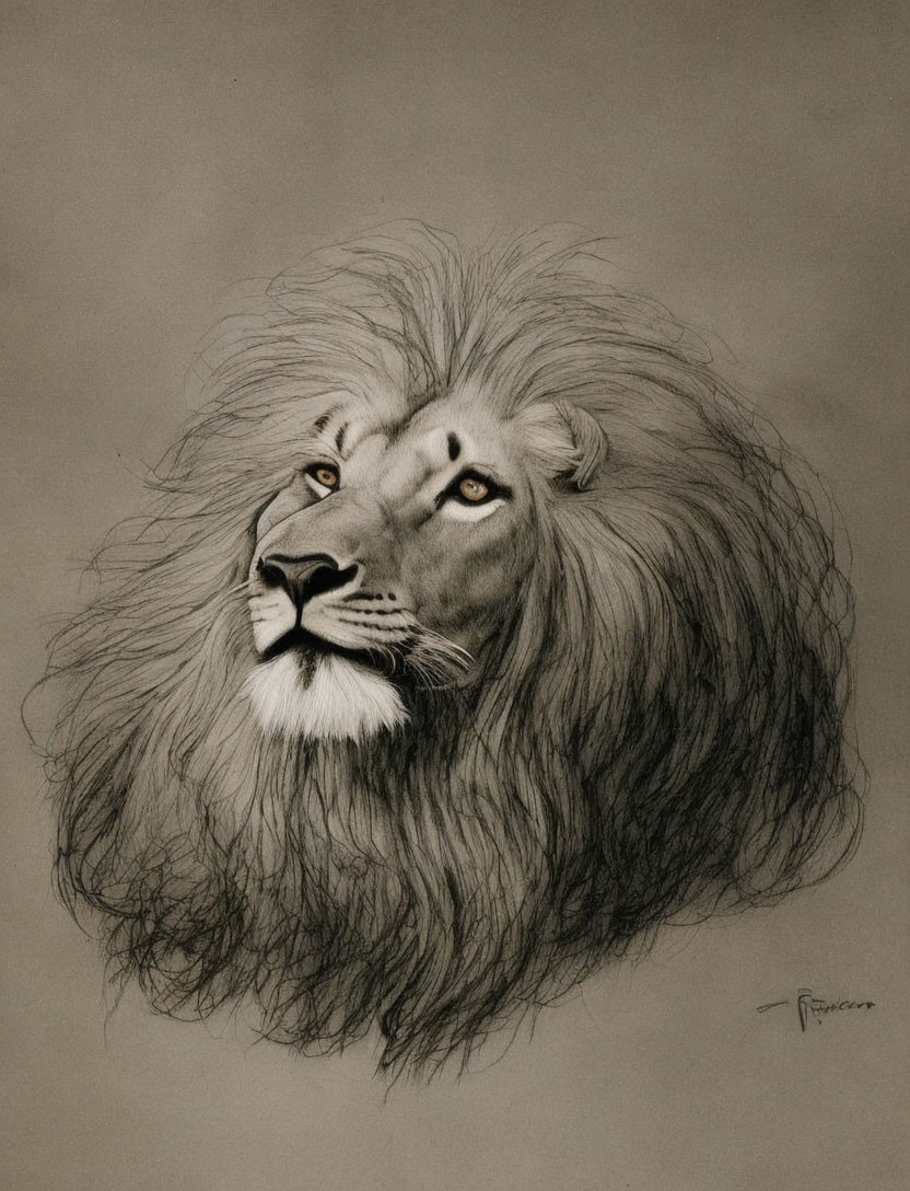 Detailed Pencil Sketch of Lion with Tranquil Expression on Textured Paper