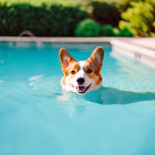 Smiling corgi in sunglasses swimming in sunny pool