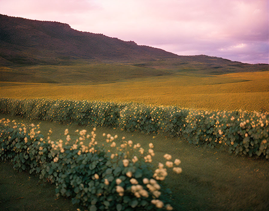 Lush green bushes with yellow flowers against rolling hills at twilight