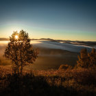 Serene sunrise landscape with mist-covered hills and solitary tree