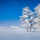 Tranquil winter landscape with snow-covered trees and soft blue glow