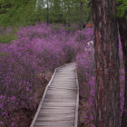 Tranquil forest boardwalk with vibrant purple flowers