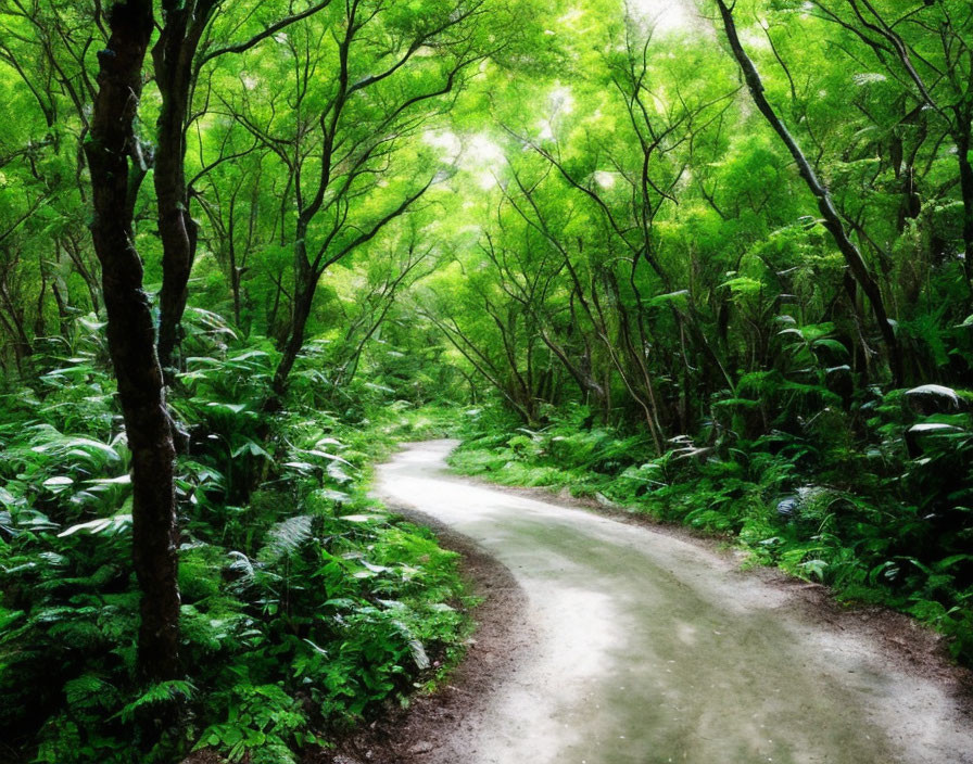 Scenic dirt path in dense green forest