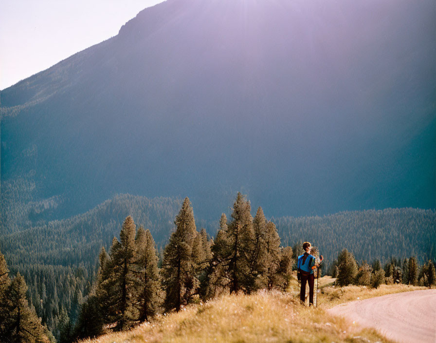 Hiker with backpack on mountain trail among pine trees under sunlight