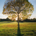 Autumn Tree Watercolor Painting with Sunlight and Fields