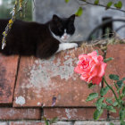 Stylized black cat with piercing eyes among pink roses on blue and gold background