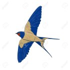 Detailed illustration of blue-winged swallow mid-flight with smaller swallows in background