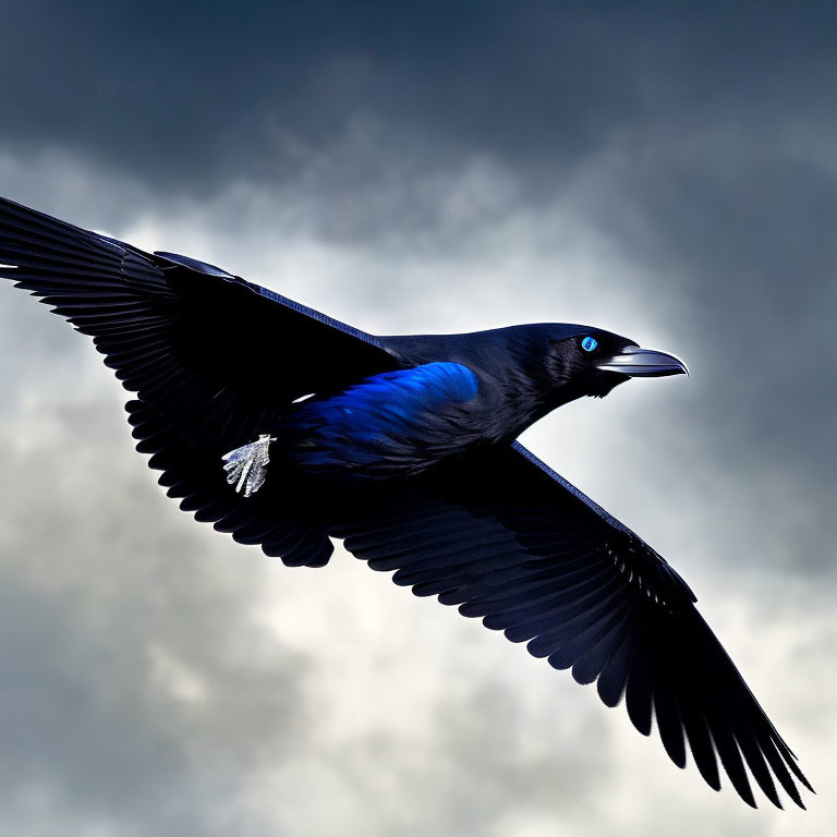 Striking Blue Plumage Black Bird Flying in Stormy Sky