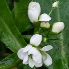 Glowing white flowers with golden stamens in lush green foliage