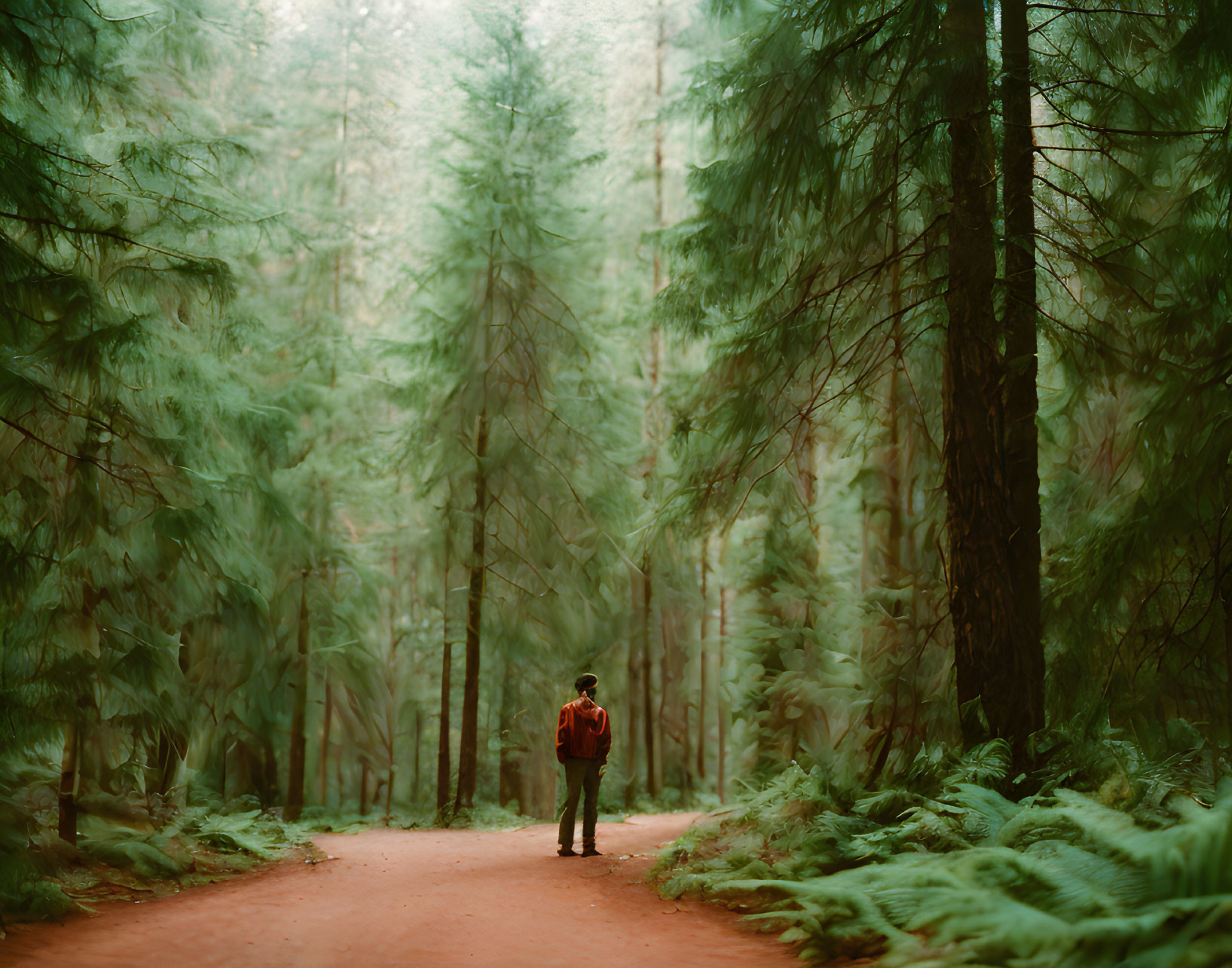 Person standing on forest path surrounded by lush greenery
