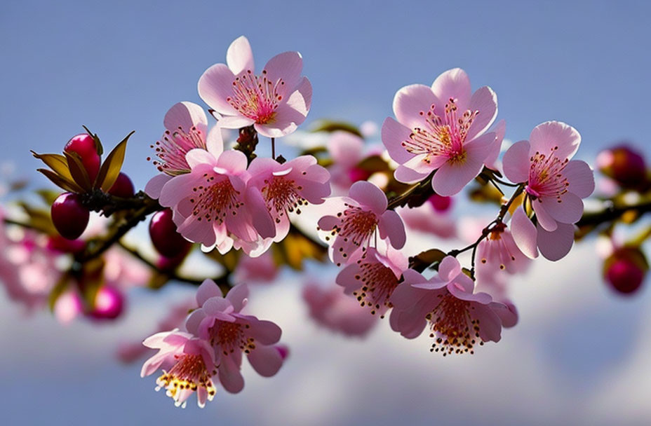 Pink Cherry Blossoms in Full Bloom Against Blue Sky