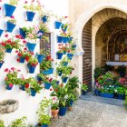 White-walled alley with red flowers and green plants in blue pots