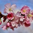 Pink Cherry Blossoms in Full Bloom Against Blue Sky