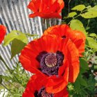 Detailed red poppies in lush greenery with surreal quality