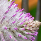 Colorful dew-covered flowers with purple, pink, and orange petals in close-up view.