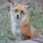 Detailed Fox Illustration with Vibrant Orange and White Fur in Whimsical Floral Setting