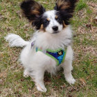 Tricolor dog with blue bandana in colorful flower garden