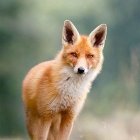 Illustrated fox with orange fur and white markings in misty floral forest.