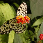 Colorful Digital Artwork: Two Intricate Butterflies on Orange Flowers