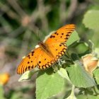 Detailed Digital Artwork: Yellow Butterfly on Botanical Background