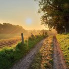 Colorful meadow painting with flowers and sunset over rolling hills