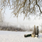 Snow-covered trees in serene winter landscape with frosted branches and soft sunlight.