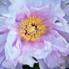 Close-up of lush pink peony with golden-yellow stamens