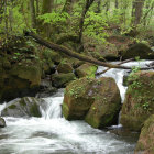 Tranquil forest scene with cascading stream and misty atmosphere