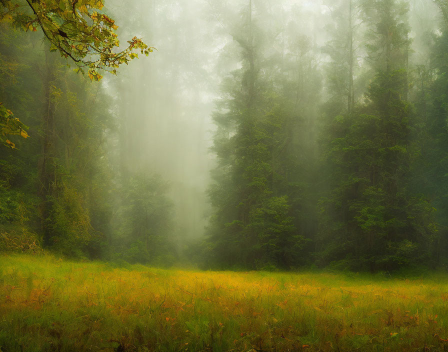 Misty Forest Scene with Towering Trees and Autumn Foliage