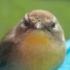 Colorful anthropomorphic bird with orange cheeks and red crest on green background