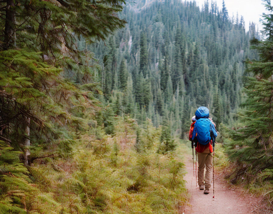 Hiker with Blue Backpack in Pine Forest Trail and Misty Mountain Background