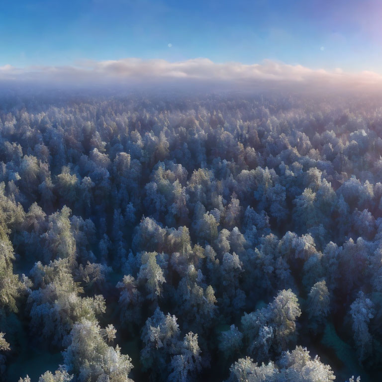 Frost-covered forest at sunrise with misty background