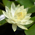 Detailed painting of blooming white lotus with dew drops, surrounded by lily pads and closed buds