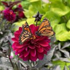 Surrealist nature scene with peacock, butterfly, and pink flower