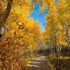 Misty Autumn Forest with Golden Leaves and Stream