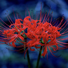 Vibrant orange flowers against twilight blue background with soft focus lights