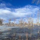 Frozen Lake and Snow-Covered Trees in Winter Scene