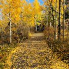 Tranquil autumn landscape with golden trees, calm pond, mossy stones, and misty forest