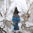 Colorful Bird with Blue Plumage Perched on Branch Among White Flowers