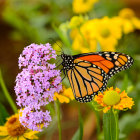 Colorful Monarch Butterfly on Purple Flower with Yellow Background