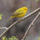 Yellow and black striped bird perched on branch with blurred background.