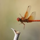 Colorful dragonfly on flower with iridescent wings in soft-focus background