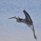 Great Egret in Flight Over Water with Droplets and Reflection