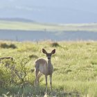 Tranquil landscape with deer in white flower fields under yellow sky